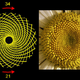 Image for article titled 15 Uncanny Examples of the Golden Ratio in Nature